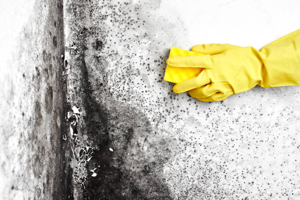 Best Industrial Mold Remediation in Franklin, KY